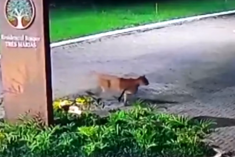 Na noite de segunda-feira (26), uma onça-parda (Puma concolor) foi flagrada por moradores circulando pelas ruas de Peruíbe,