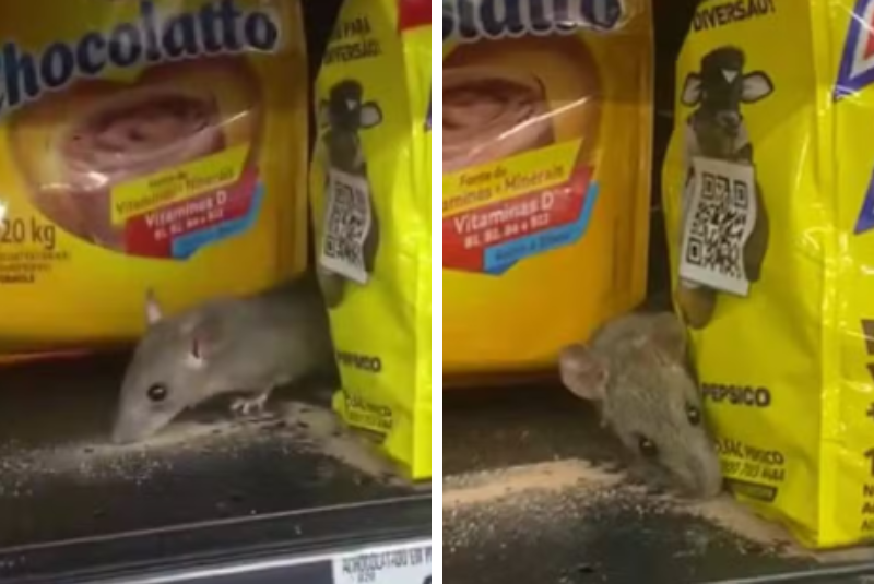 Um rato foi flagrado se alimentando de um achocolatado em uma prateleira de supermercado em Bertioga, no litoral de São Paulo. A cena foi