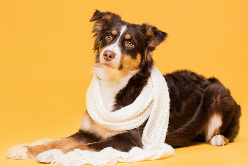 A Prefeitura de Cubatão (SP) inicia em 20 de junho a Campanha do Agasalho Pet, voltada à arrecadação de itens de inverno para cães e gatos em
