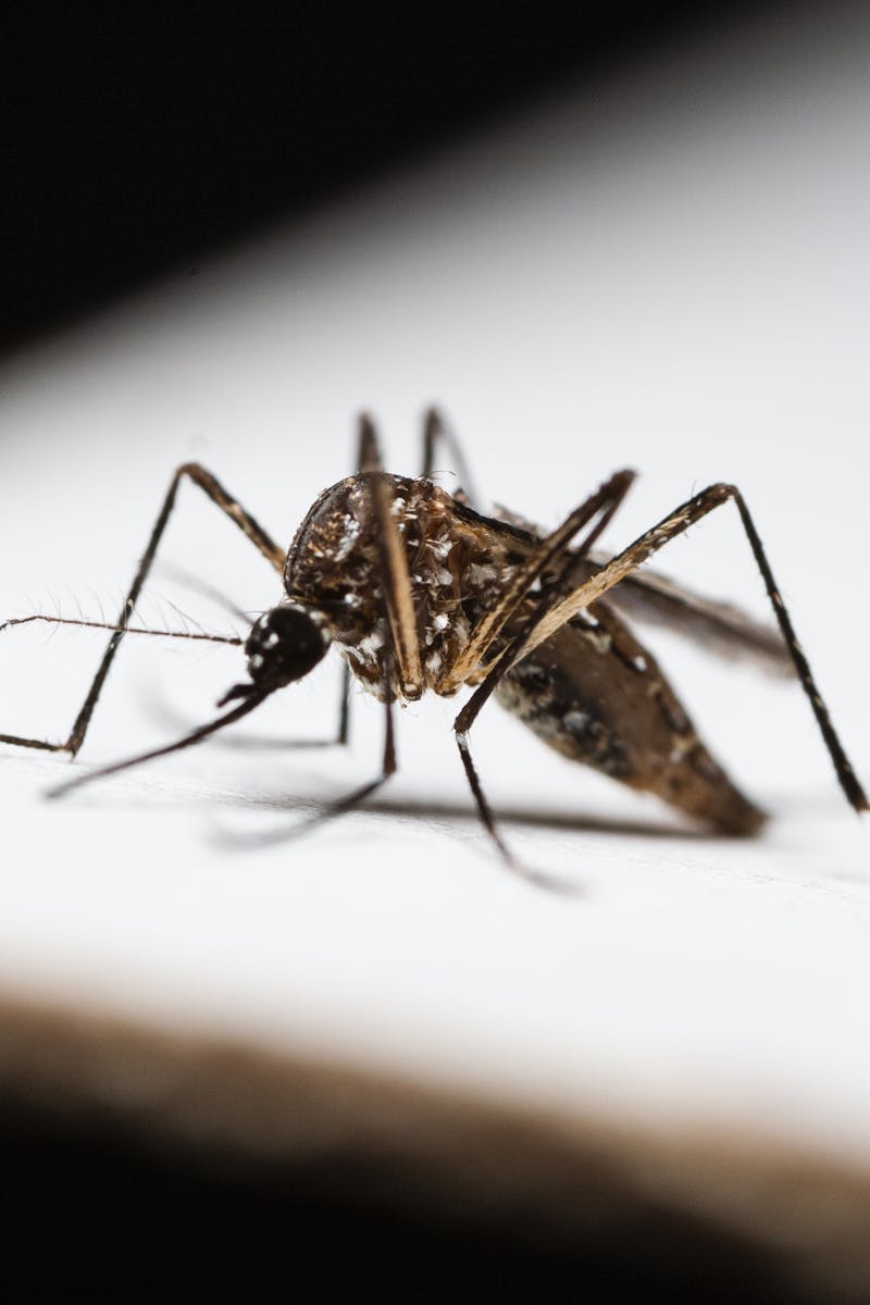 Detailed image of a mosquito on a white surface, highlighting its features.