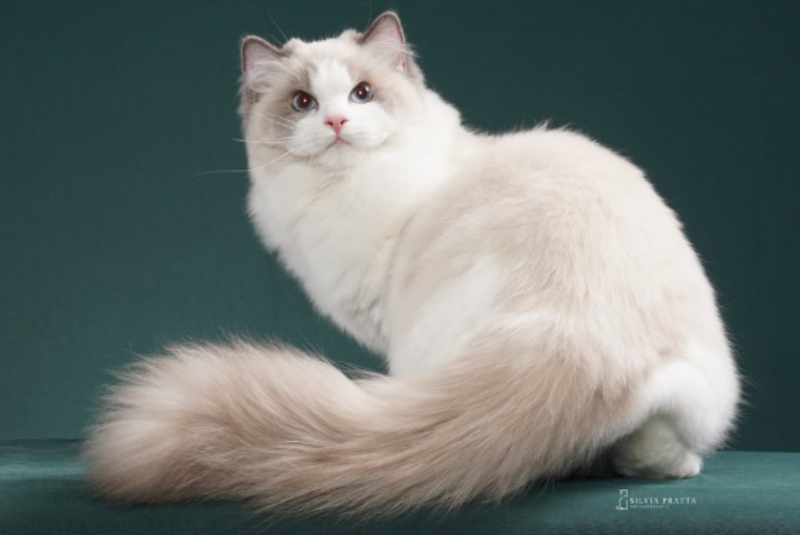 O primeiro fim de semana das férias promete ser de muita fofura em Santos. A Expo Gatos retorna à cidade neste sábado (5) e domingo (6) com